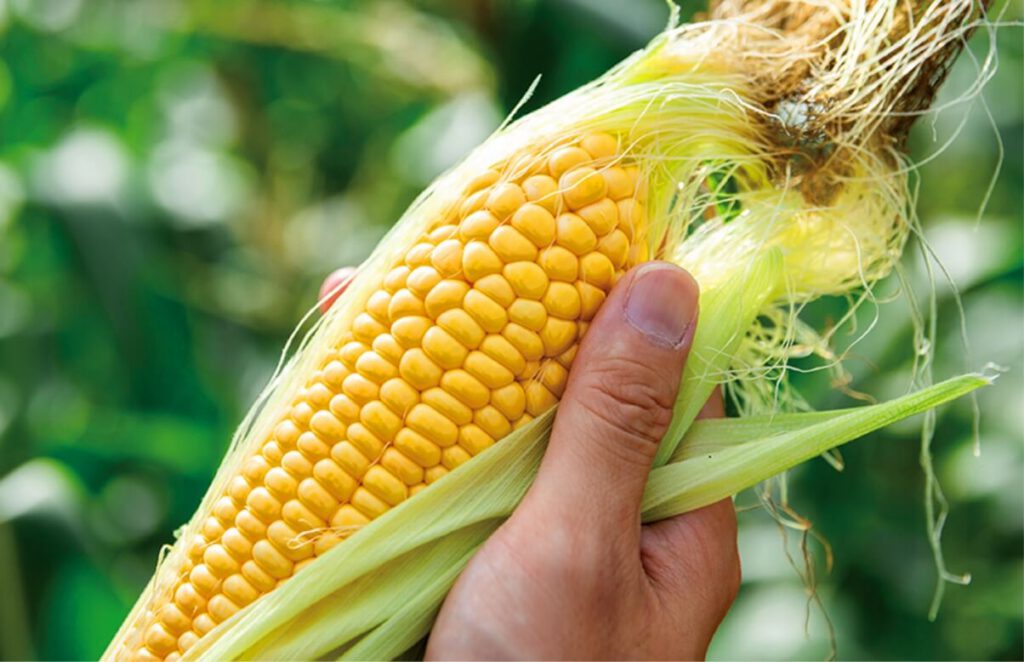 素材を最大限に活かす。